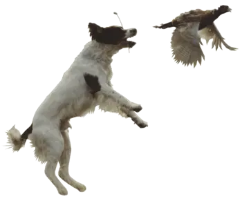 best dog training near me